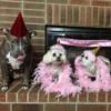 lolabeans321 lolabeans321